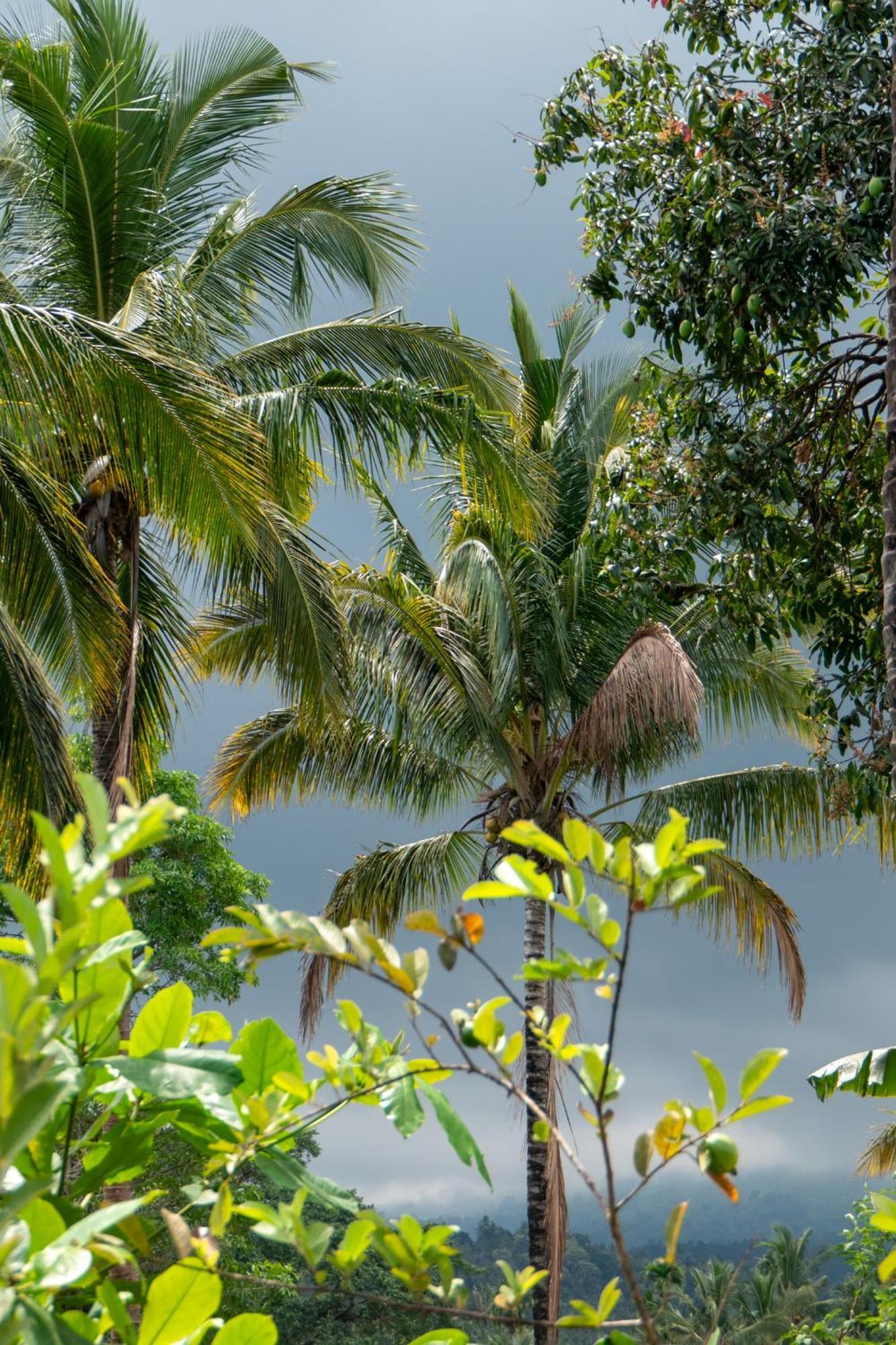 Rinjani Eco Villa Senaru Байан Экстерьер фото